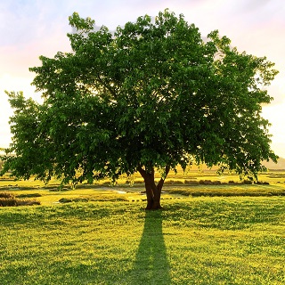 Gedenkbaum von Helga und Marcus für Josef Bruckner 